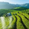 Official DJI Agras T50 agricultural spraying drone package showing the retail price investment value for commercial farming setups.