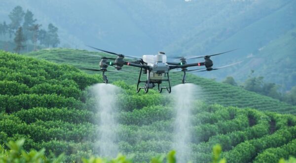 The DJI Agras T50 agricultural sprayer drone preparing for an automated field flight mapping and chemical spraying operation.