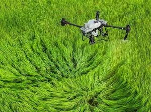 The DJI Agras T100 heavy lift agricultural drone spraying a crop field with dual atomizing centrifugal nozzles